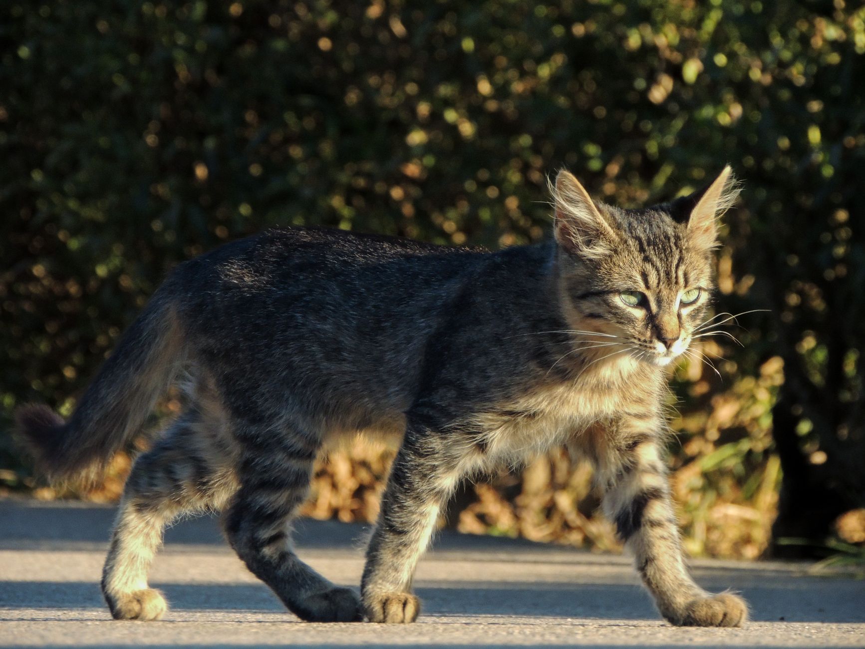 Chat illustrant la fiche Chantilly