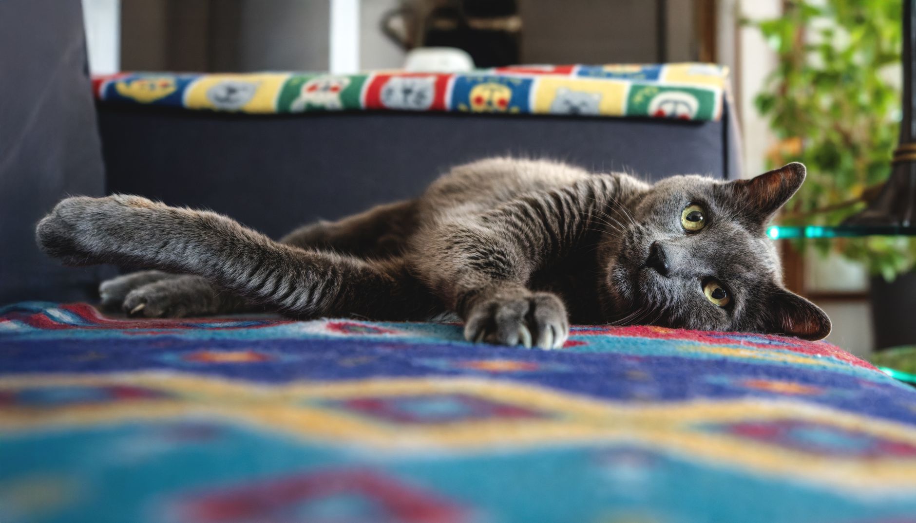 Adopter un chat adulte : réussir l'arrivée en douceur