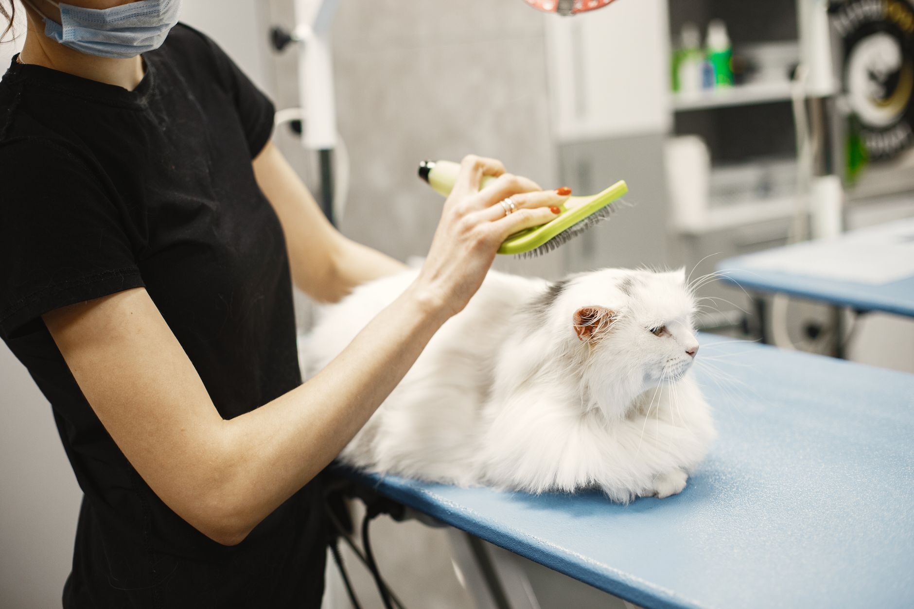 Boules de poils chez le chat : prévenir sans banaliser