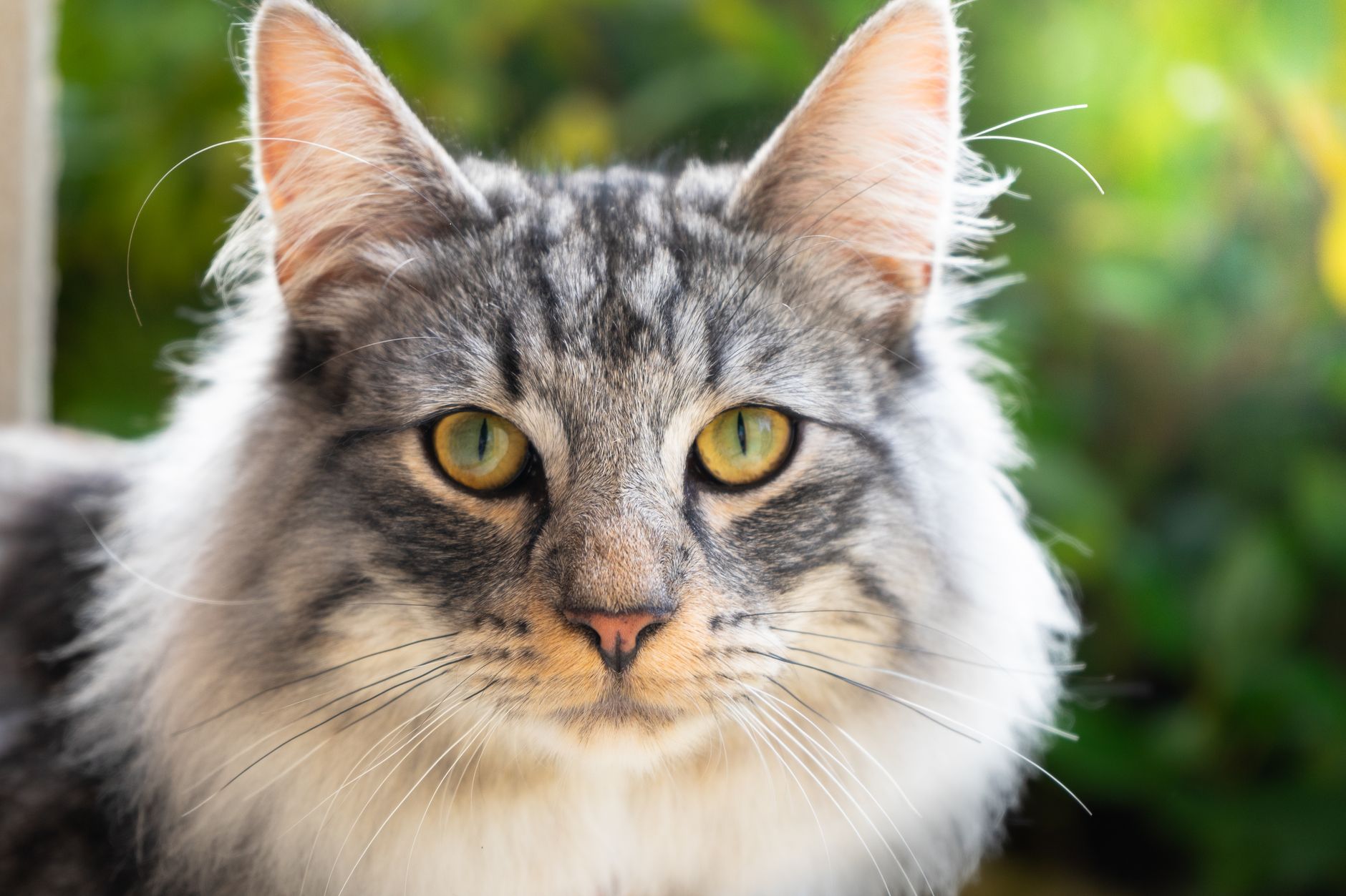 Brossage du chat : adapter le geste au poil