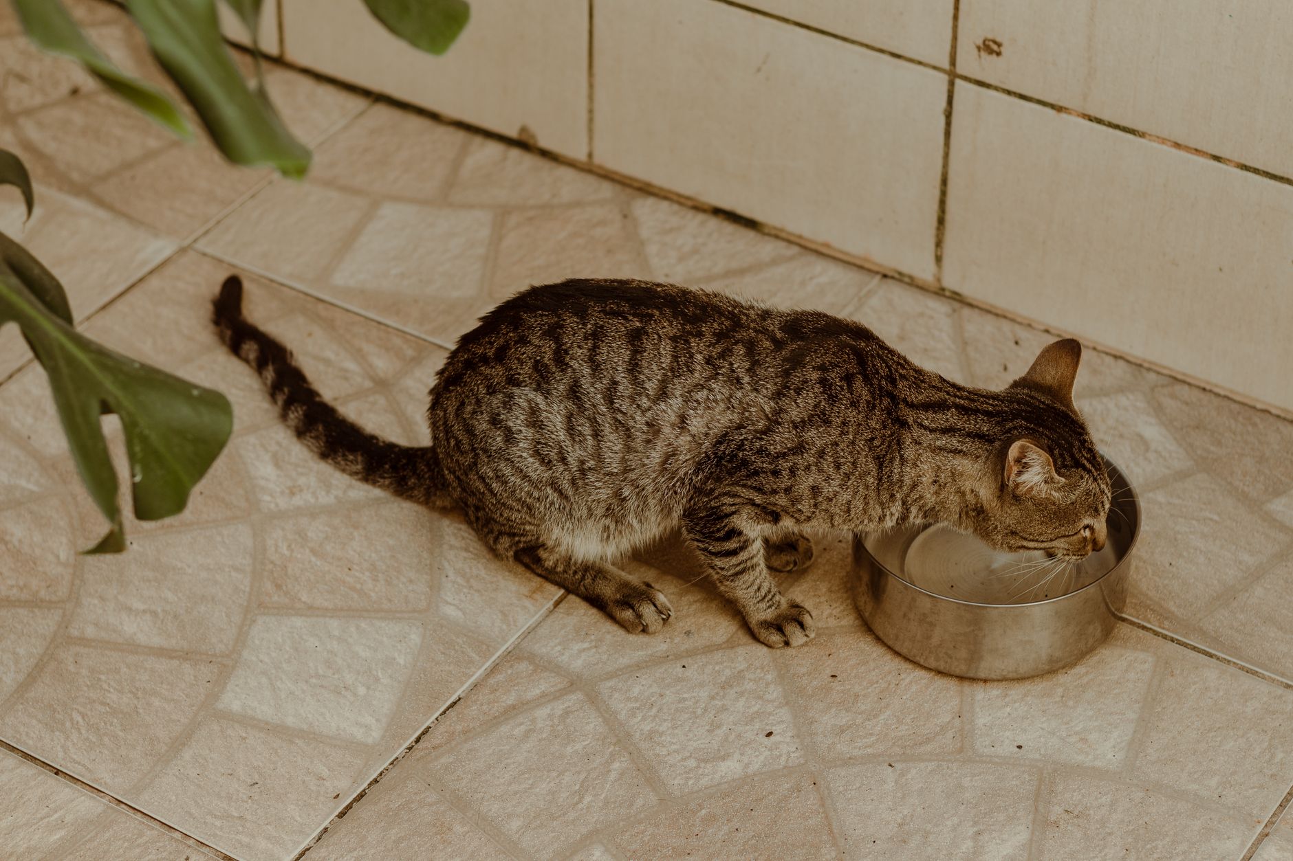 Choisir une gamelle pour chat : forme, matière et usage