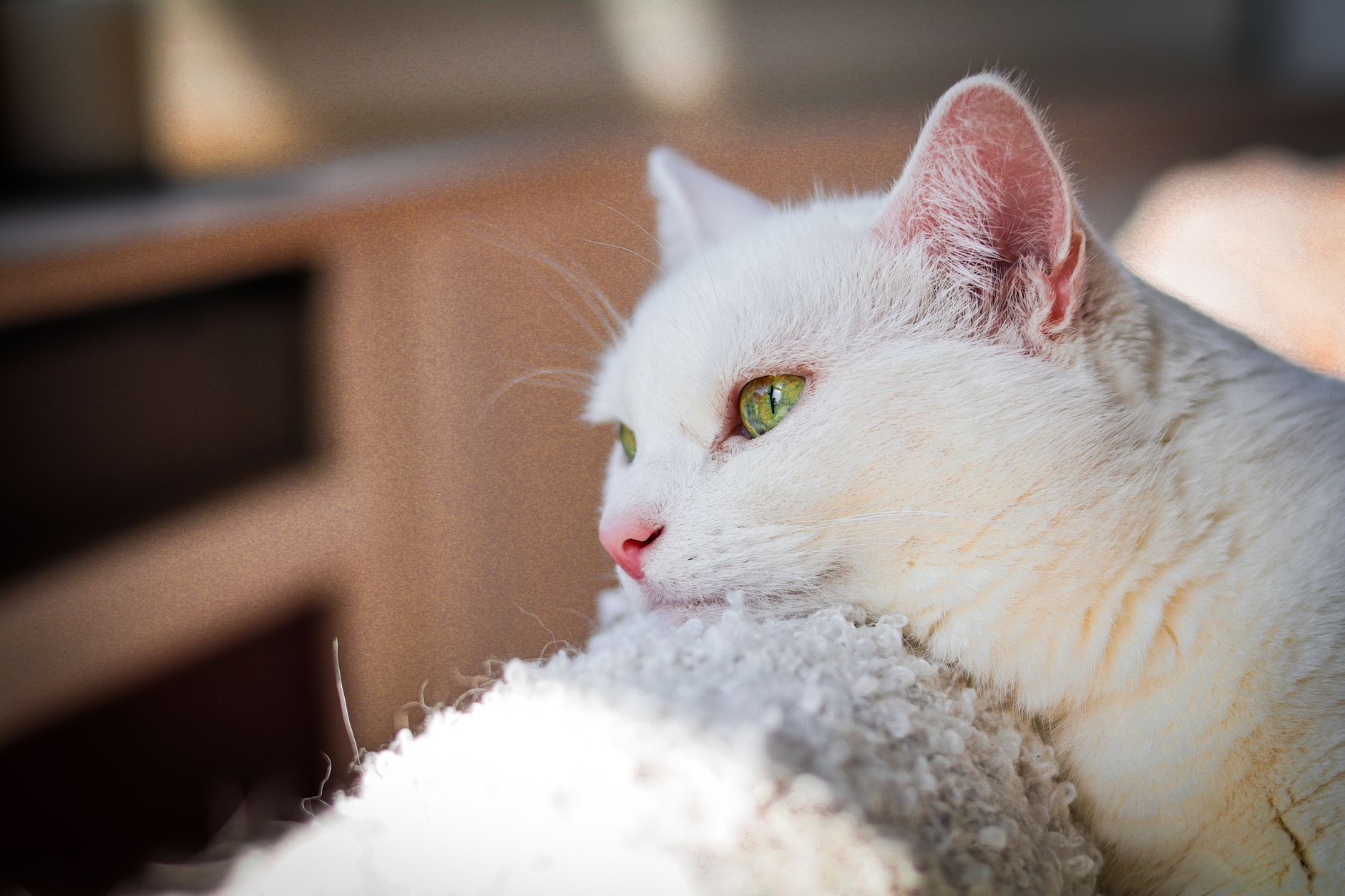 Couper les griffes du chat : quand et comment rester prudent