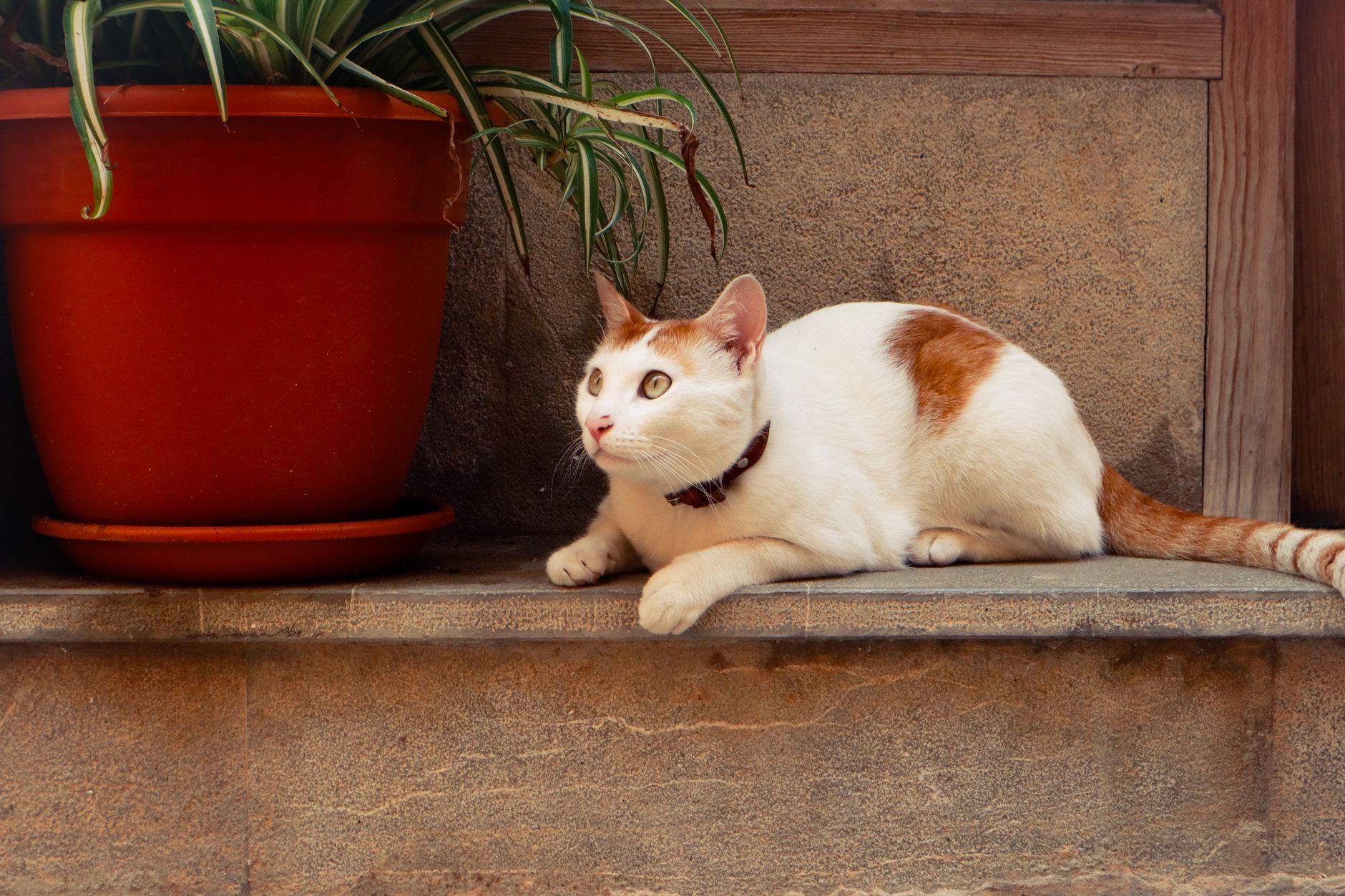 Croquettes ou pâtée pour chat : choisir selon le quotidien