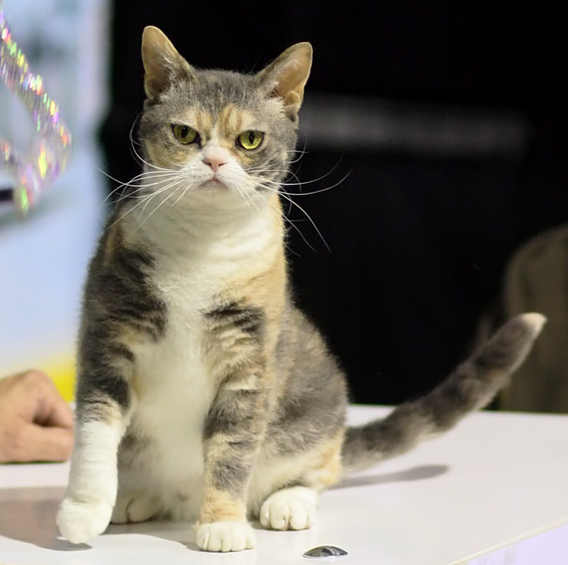 American Wirehair, race de chat