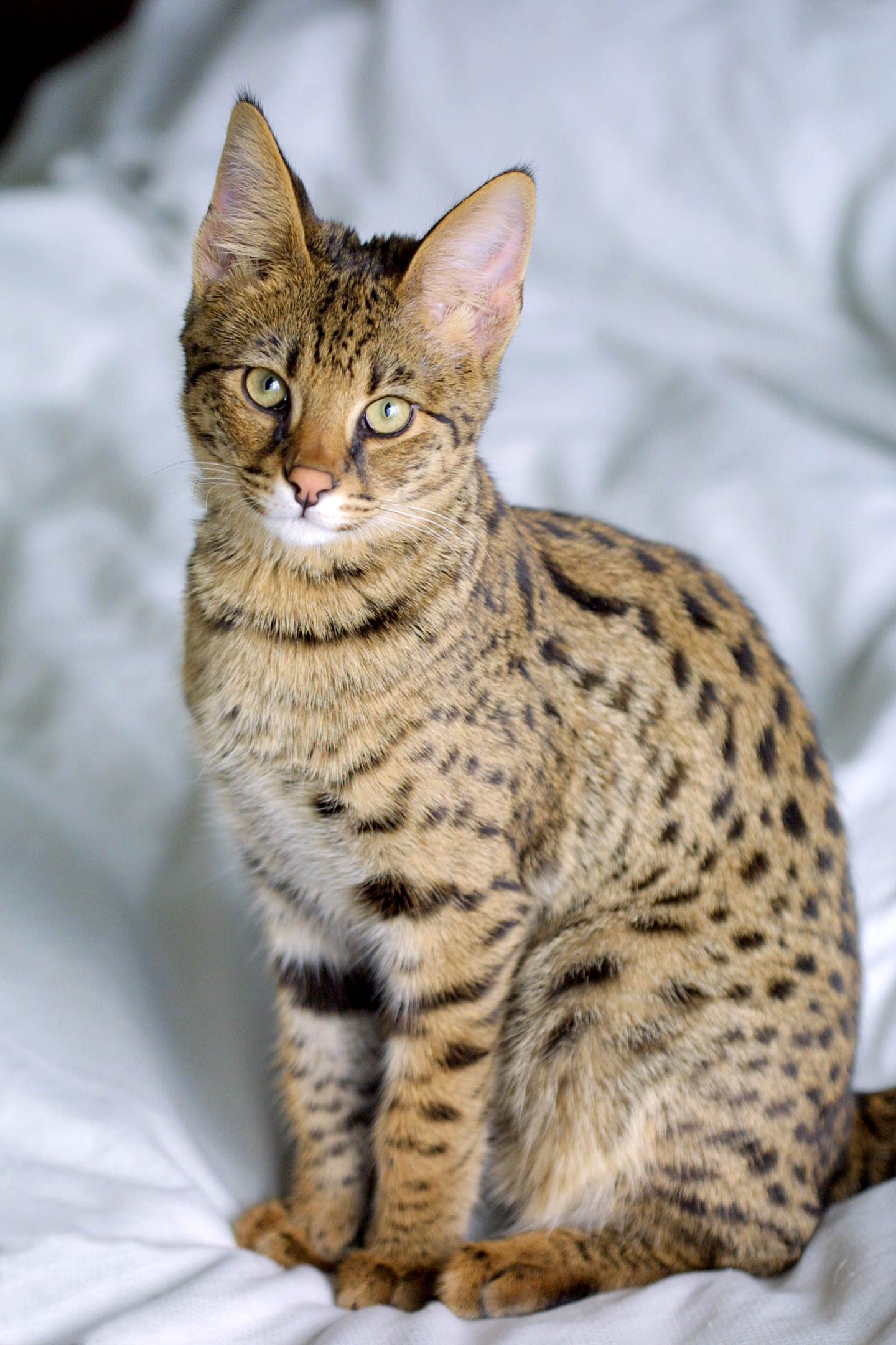 Savannah, race de chat
