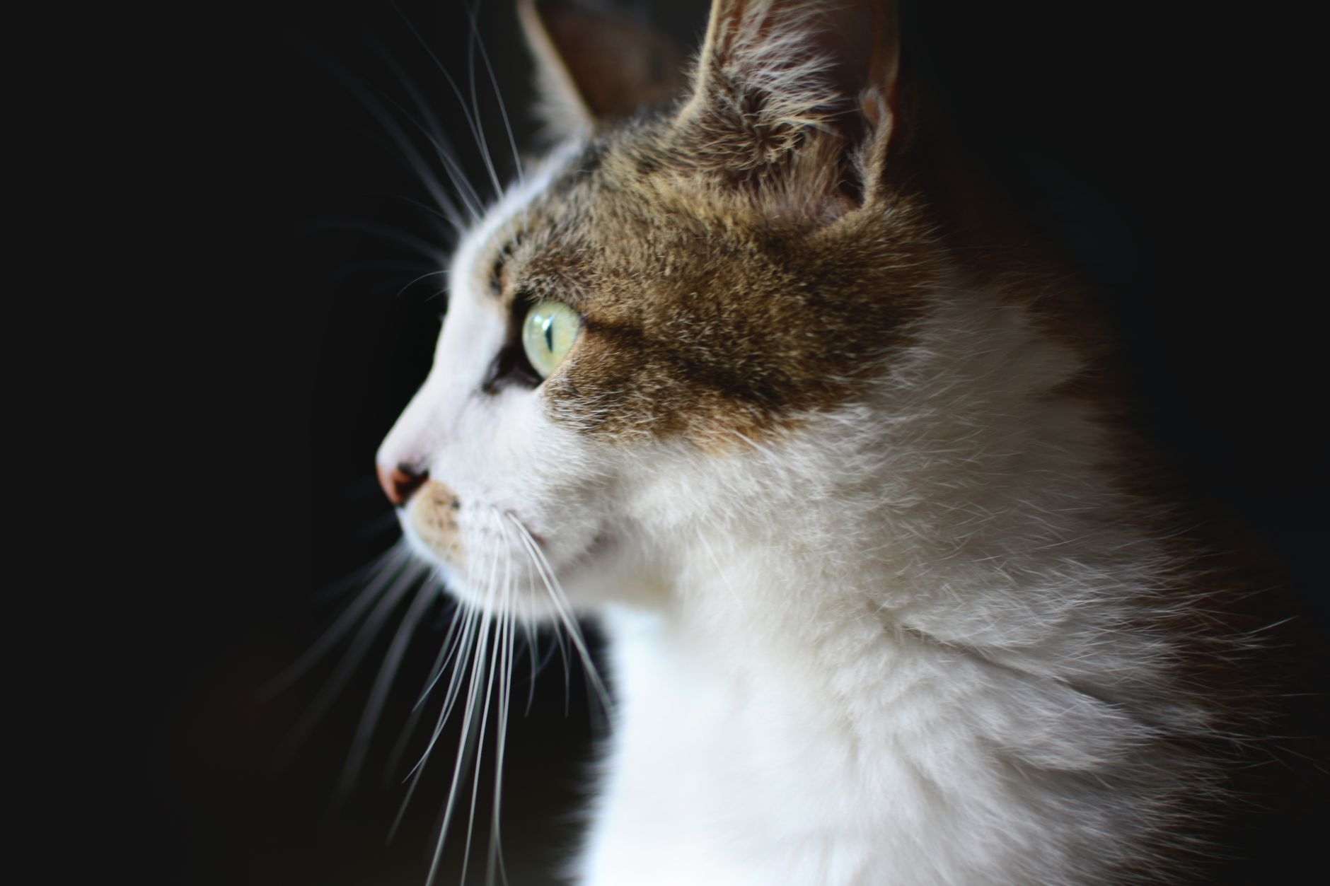 Maison du chat