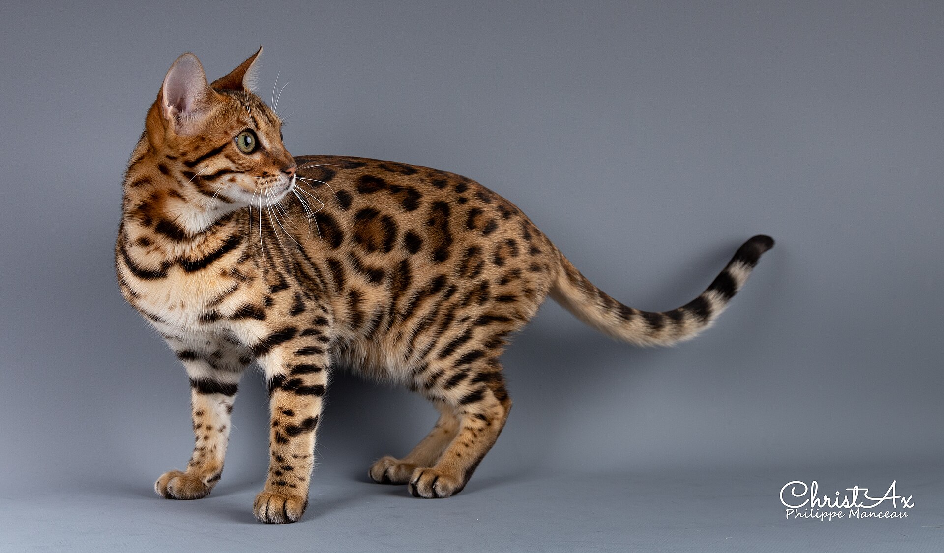 Bengal, race de chat