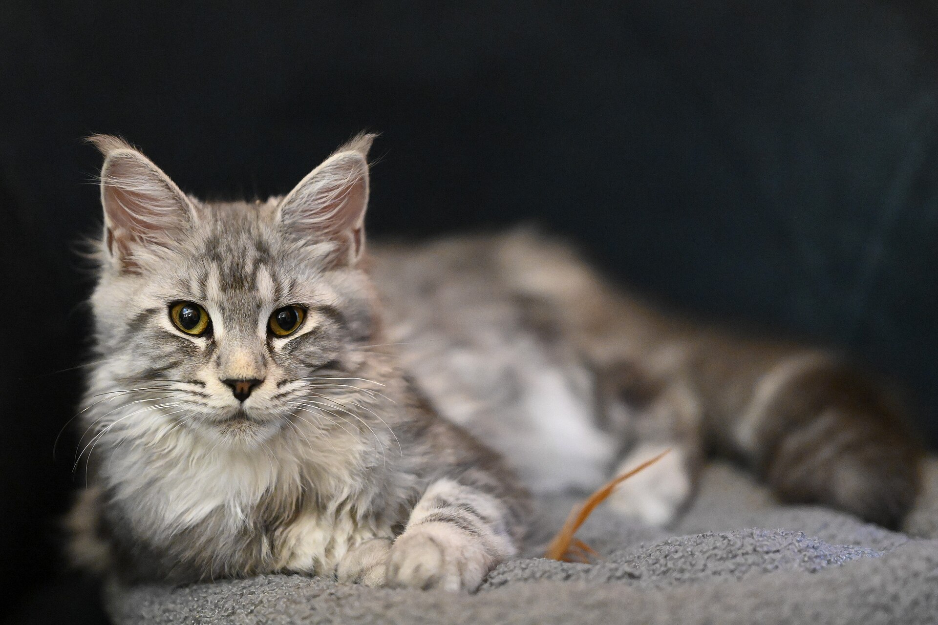 Maine Coon, race de chat