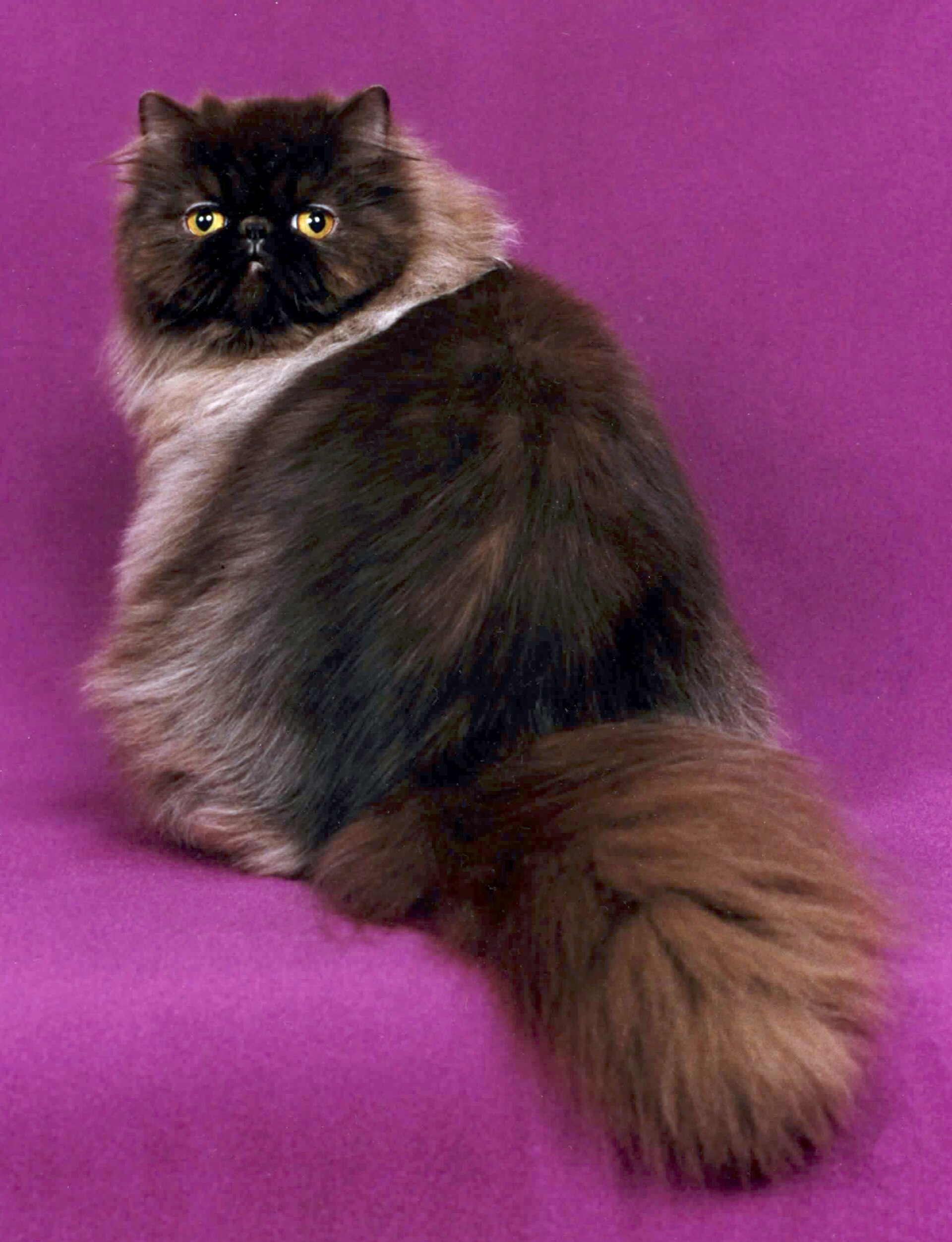 Persan, race de chat