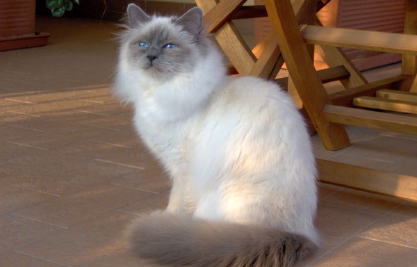 Sacré de Birmanie, race de chat