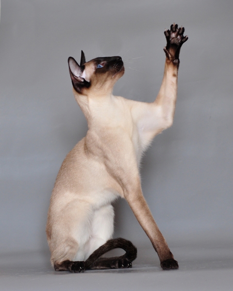 Siamois, race de chat